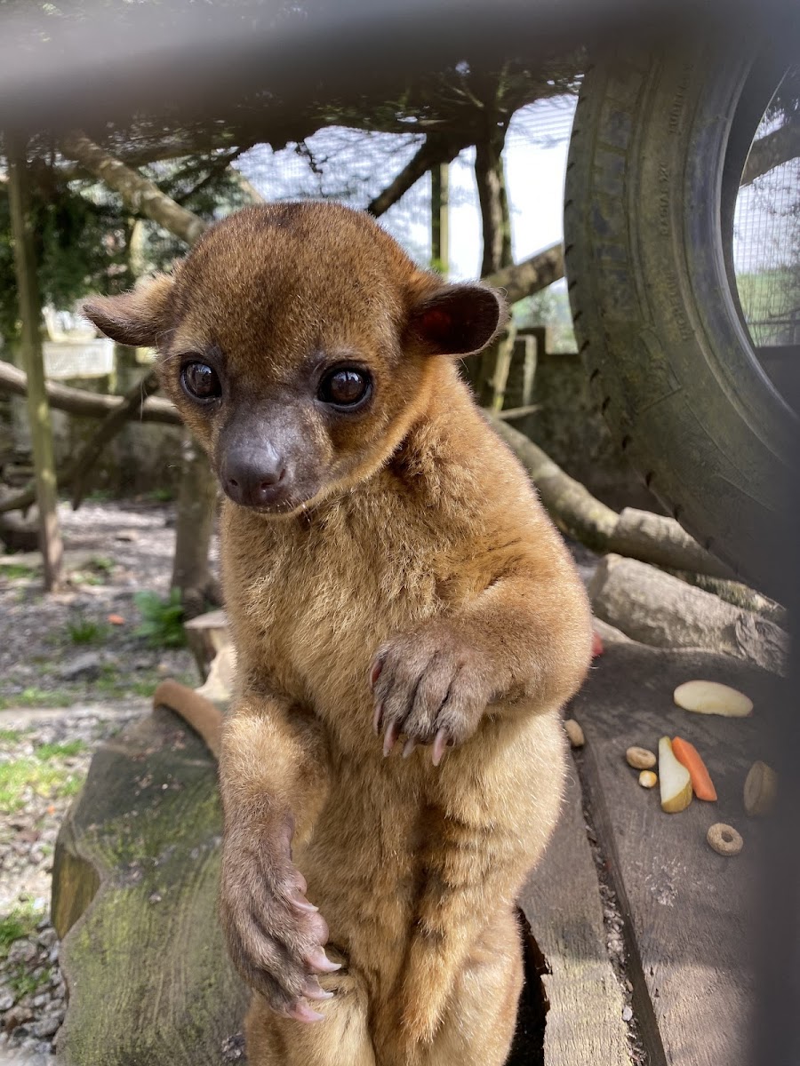 Porfell Wildlife Park & Sanctuary