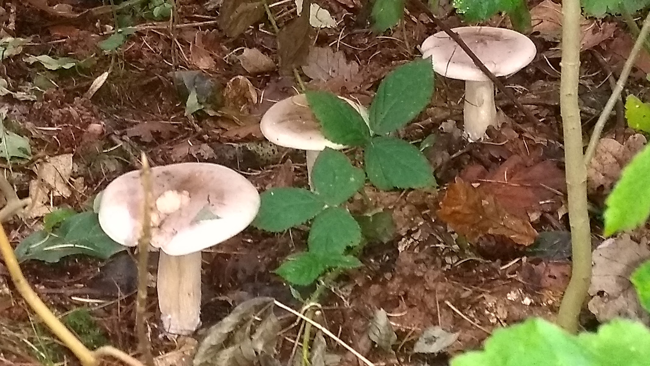 Top Wood