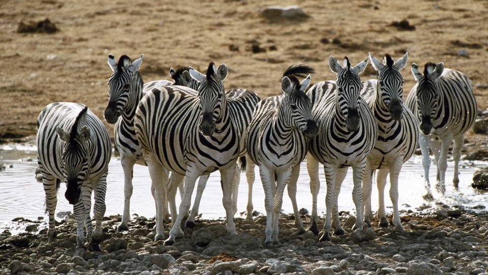 African Safari Experience