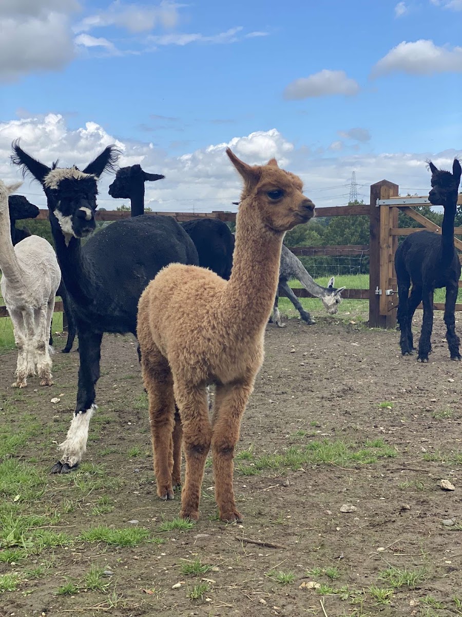 Stantons Farm - Petting Farm