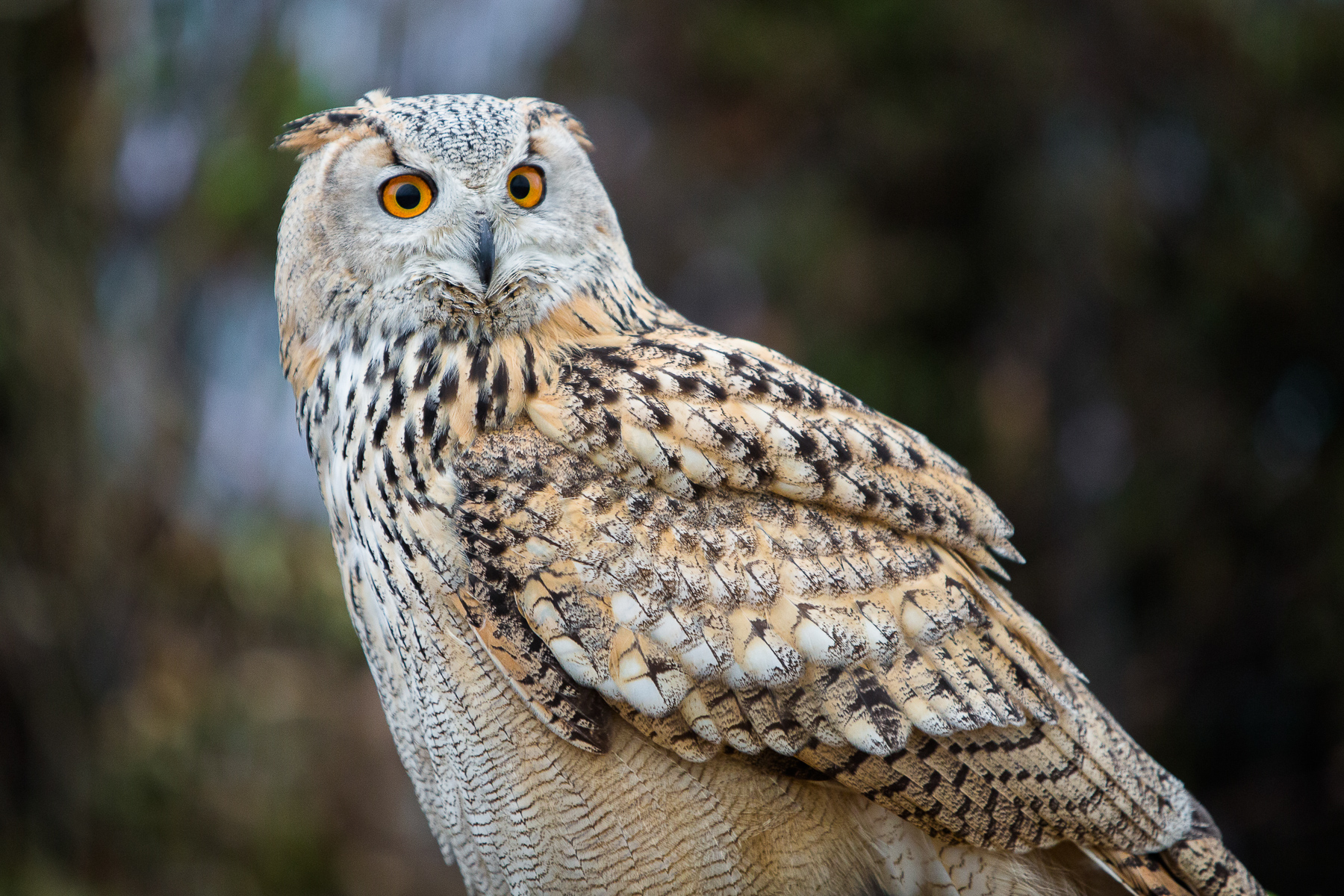 Baytree Owl and Raptor Centre