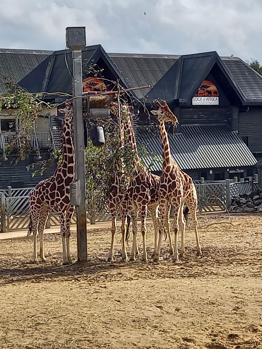 Reticulated Giraffes