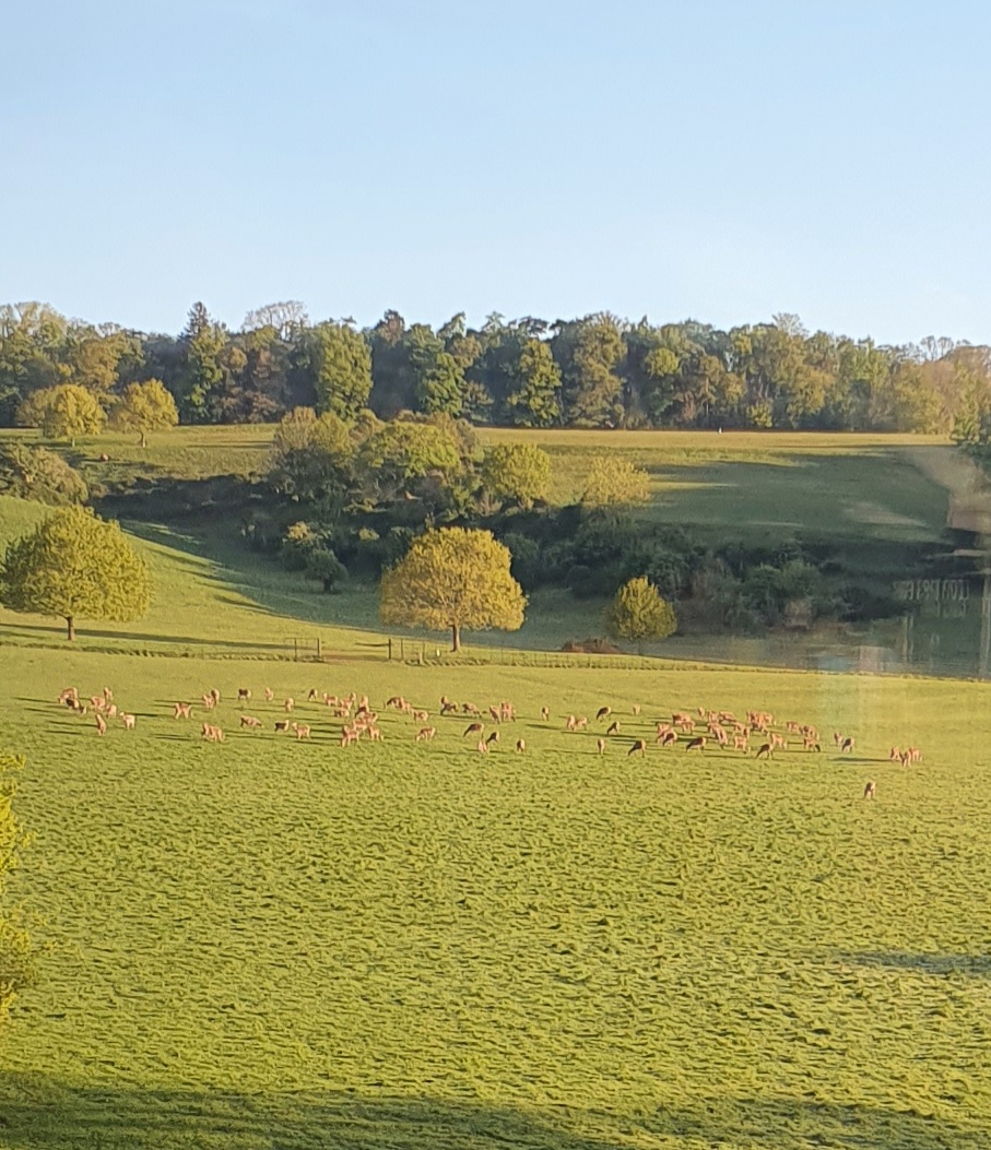 Red Deer Park