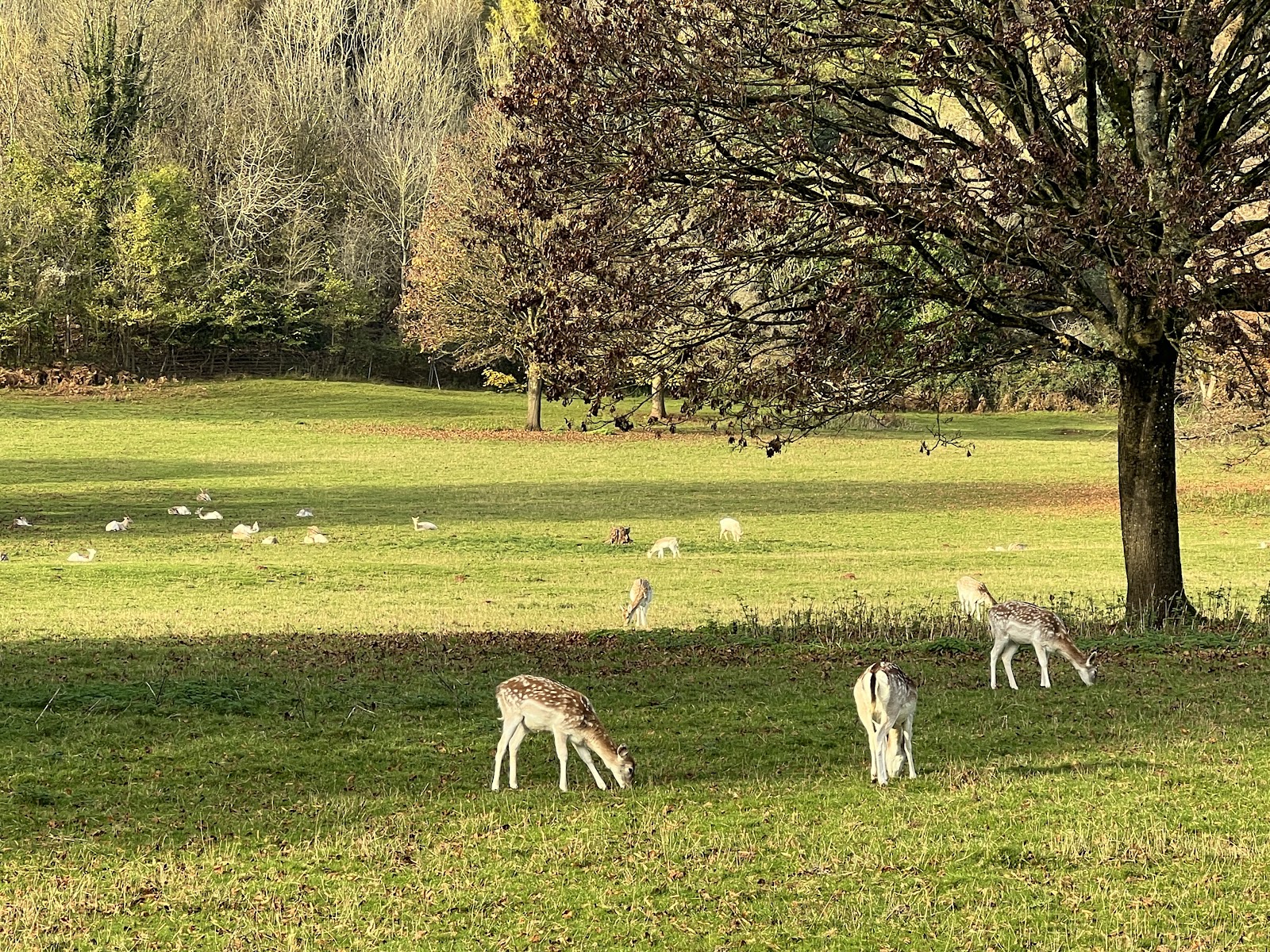 Fallow Deer Park