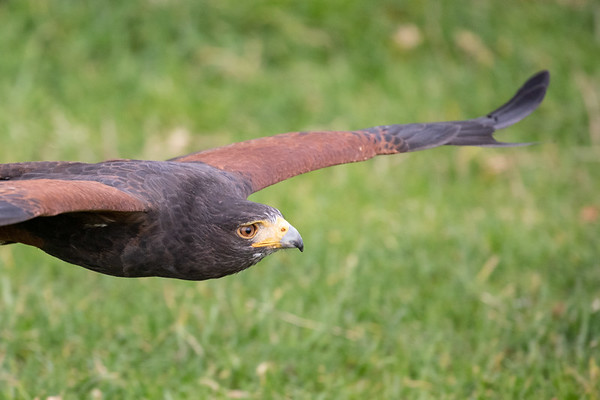 The Bird of Prey Project