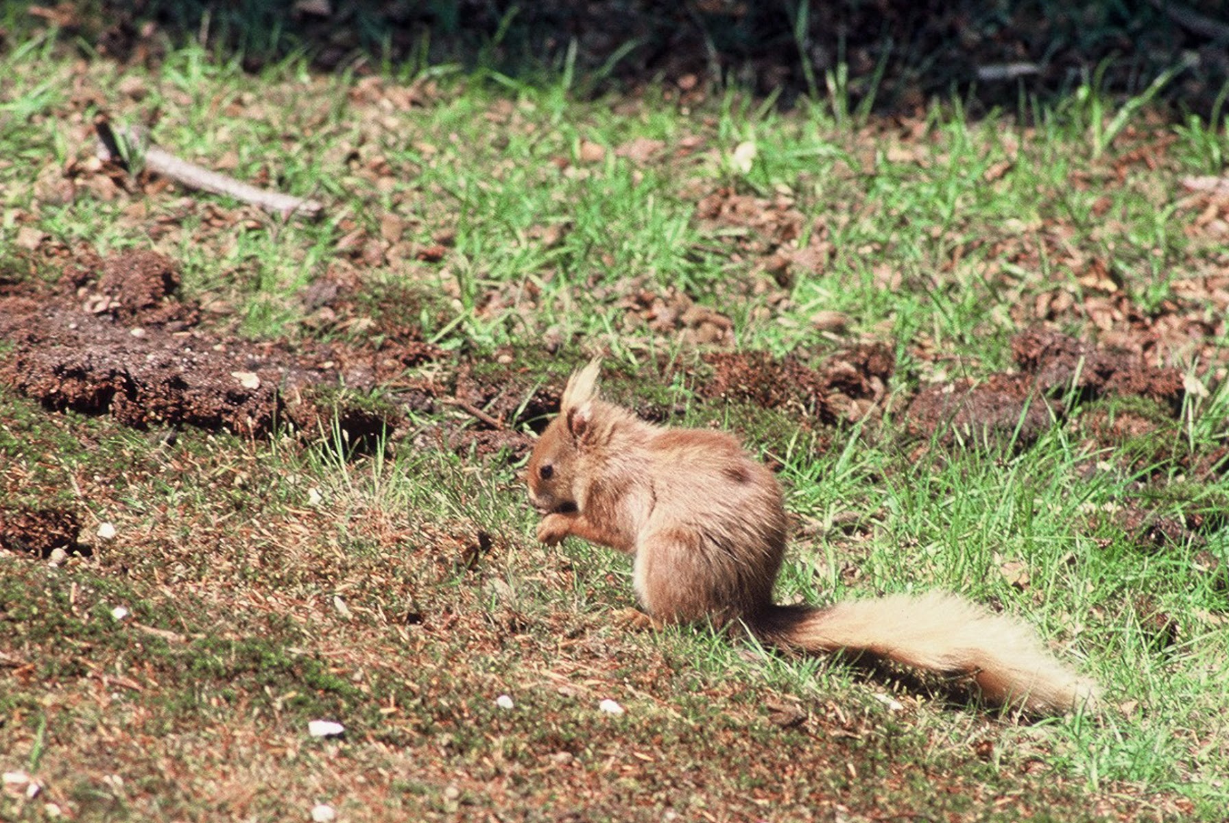 The Villa Wildlife Centre