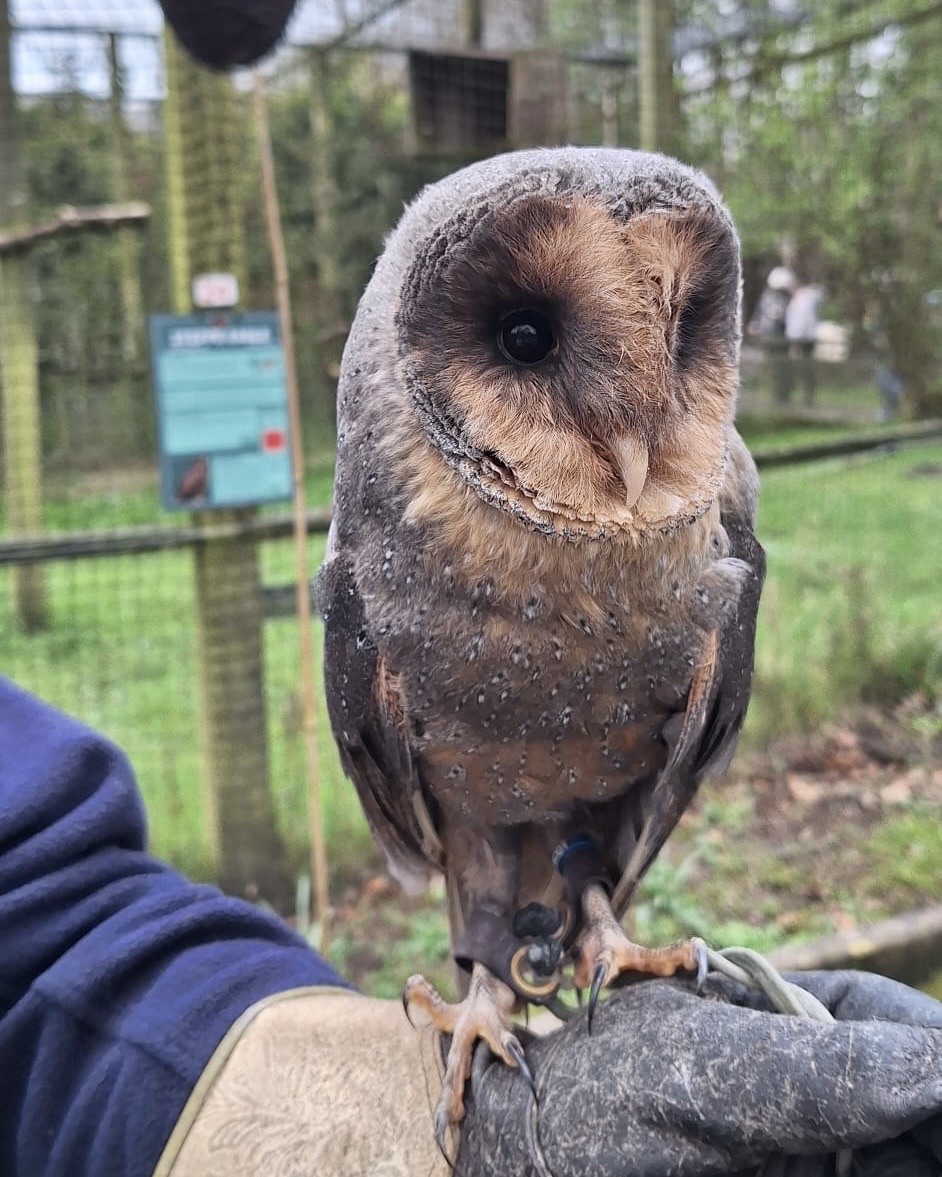 World of Owls