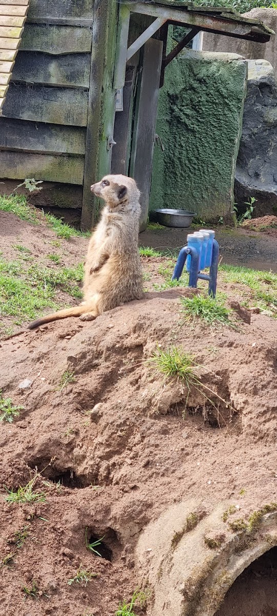 Meerkats