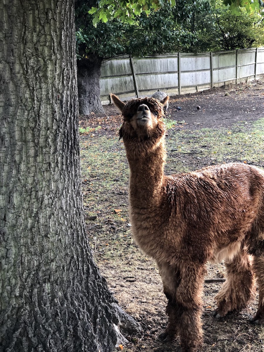 Horniman Animal Walk