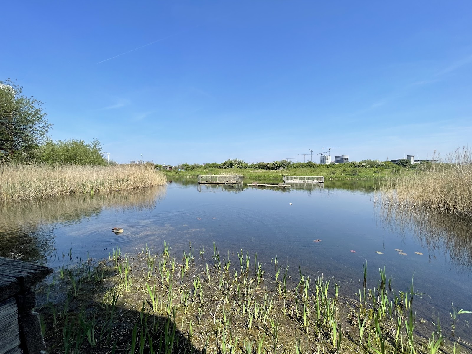 Greenwich Peninsula Wildlife