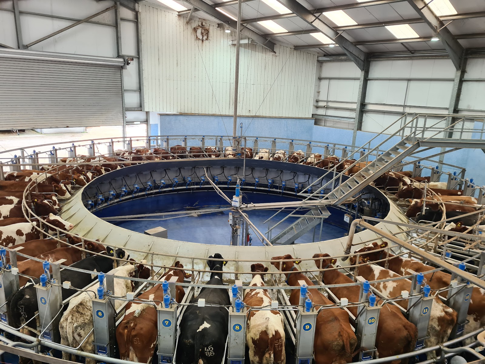 Acorn Dairy