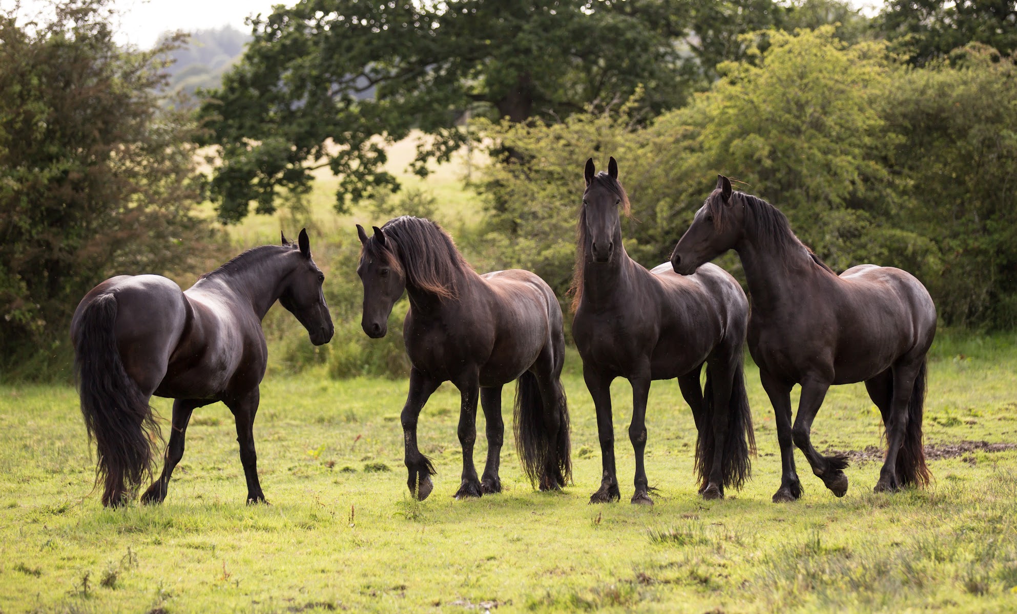 The Friesian Experience Sanctuary - Black Horses at Greenbank Farm
