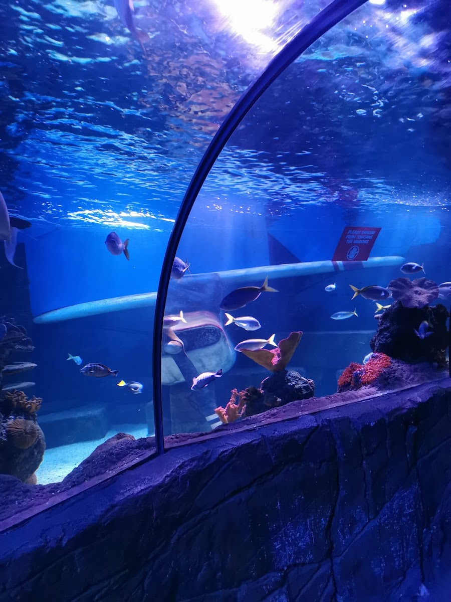 Sea Life Chessington World of Adventures Resort