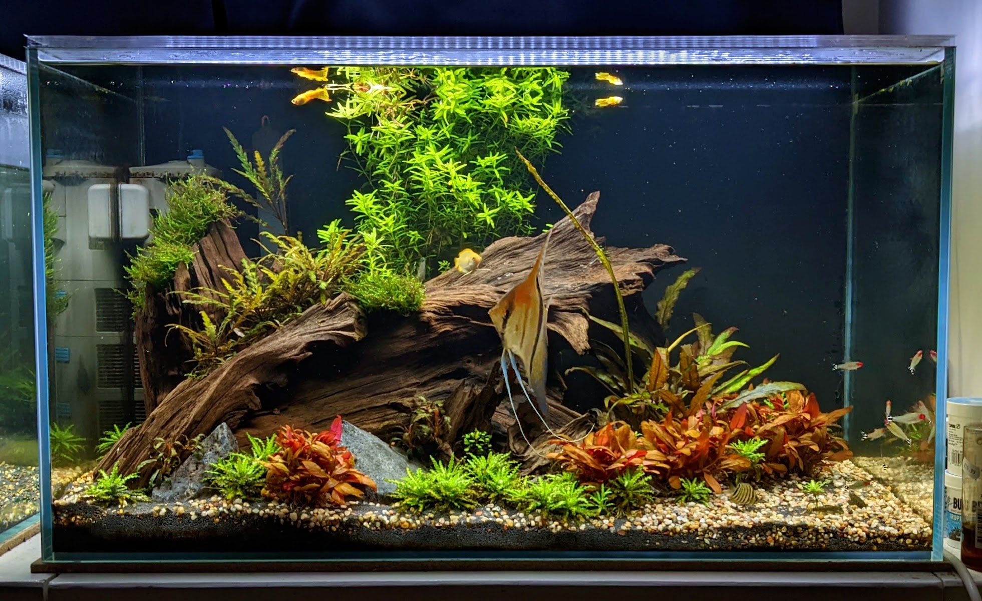 CW Aquariums