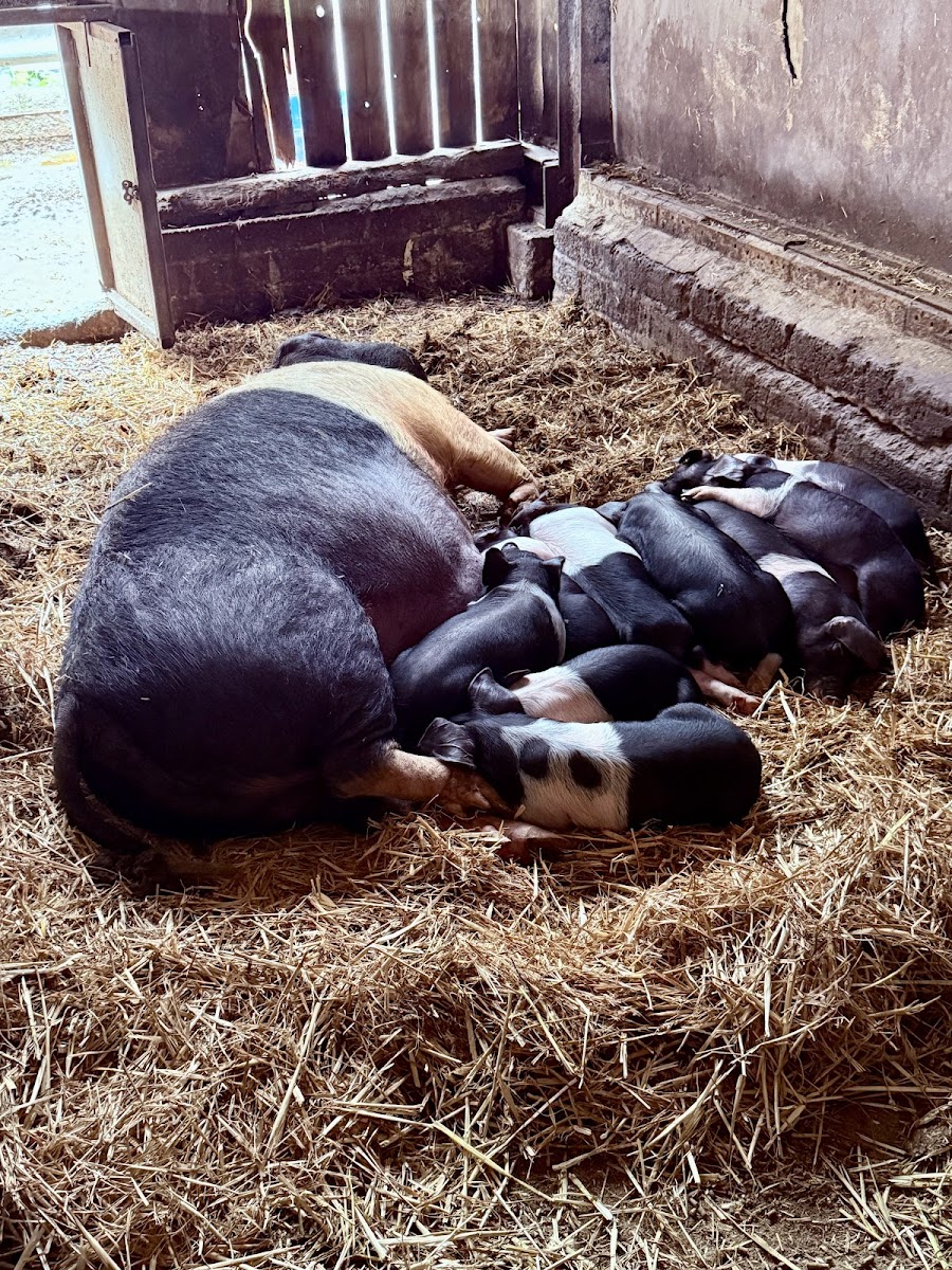 Broom house farm