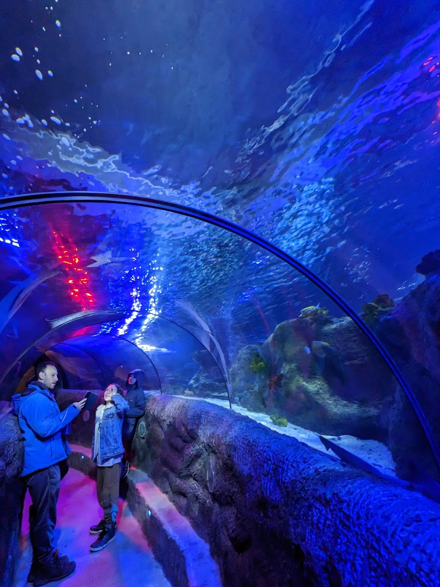 SEA LIFE Loch Lomond Aquarium