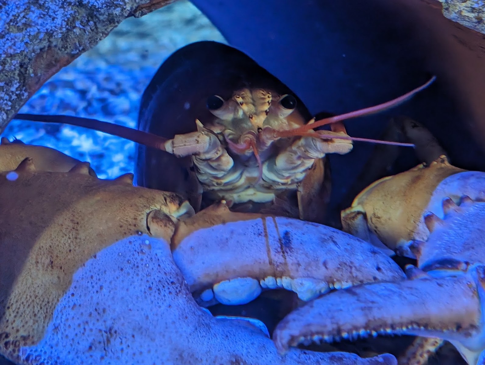 Whitby Marine Discovery Centre & Whitby Lobster Hatchery