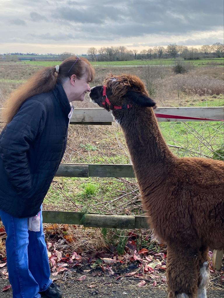 Rack and ruin alpacas