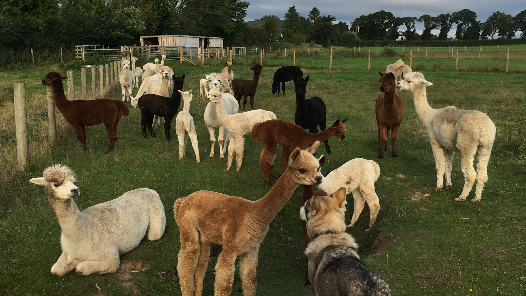 King Garth Alpacas