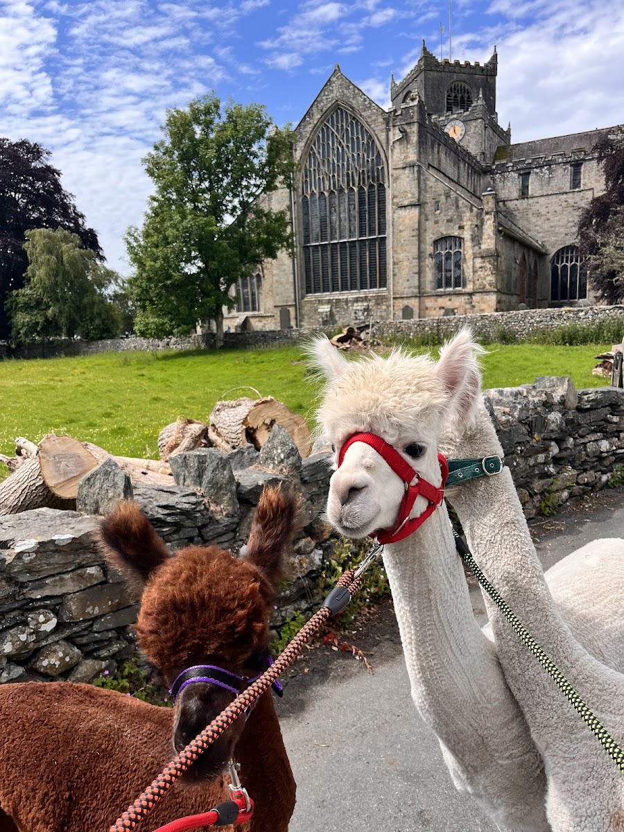 All About Alpacas