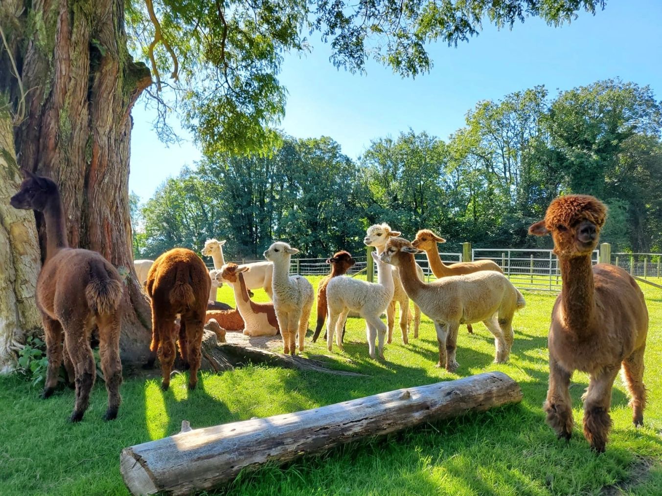 Bardsea Alpacas and Llamas