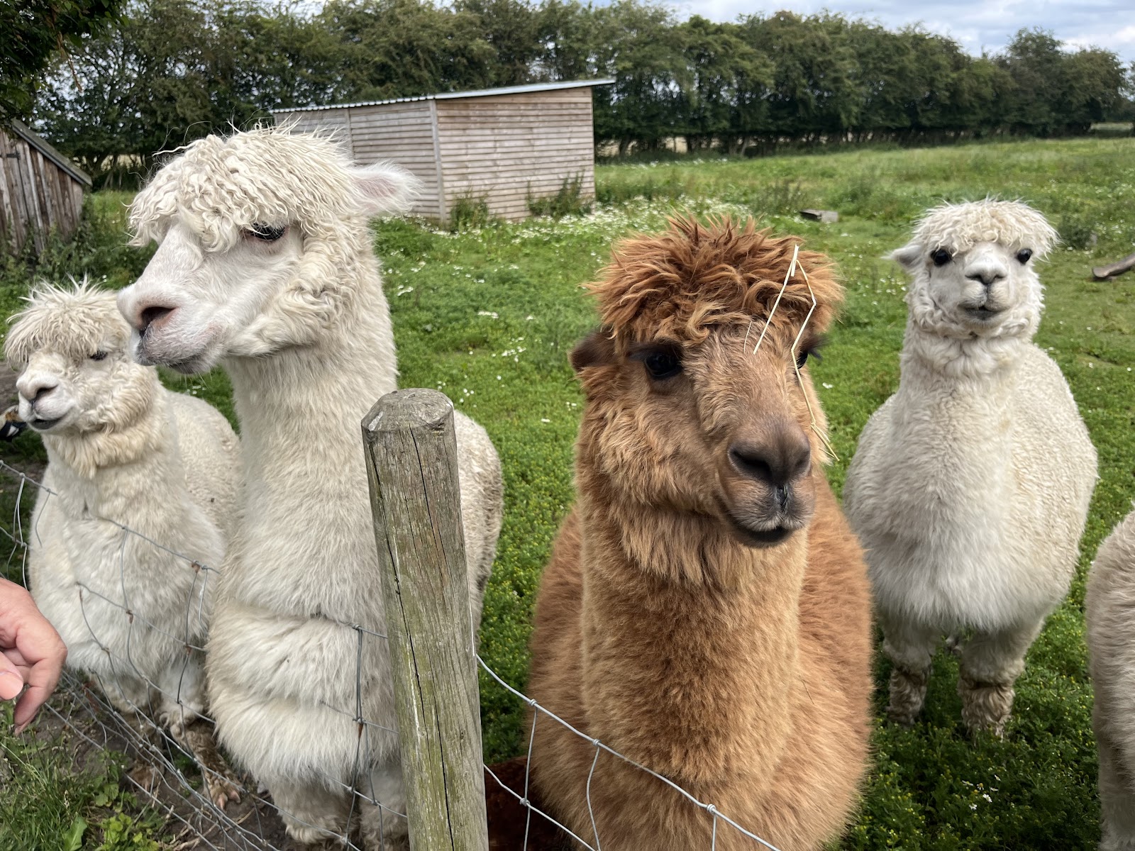 Elmet Alpacas and Tearoom