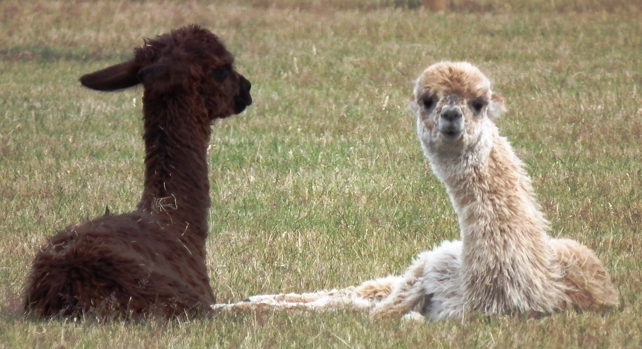 Brackenfield Alpacas
