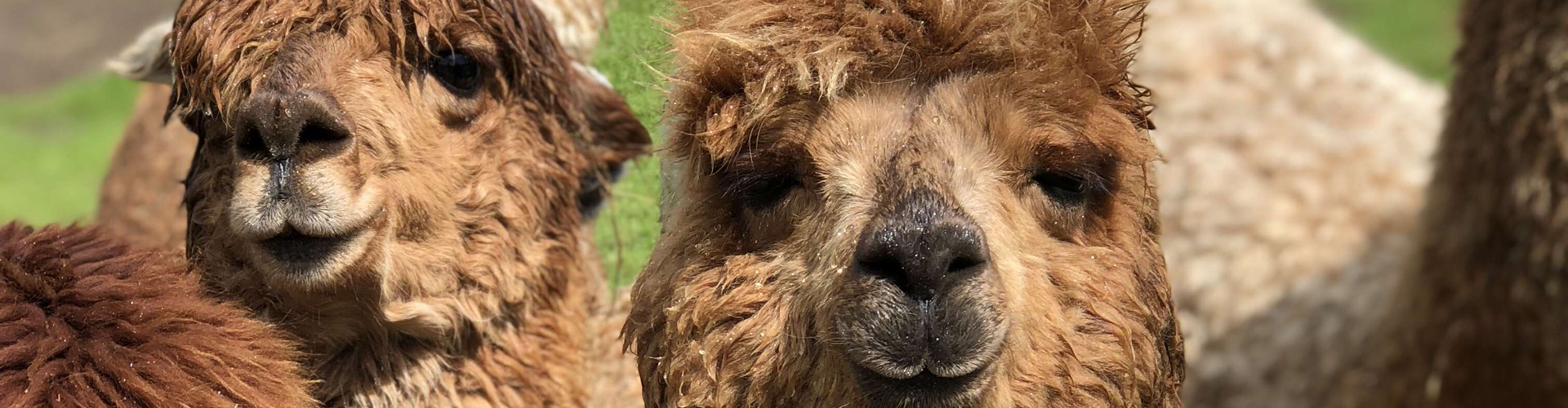 Commonside Alpacas
