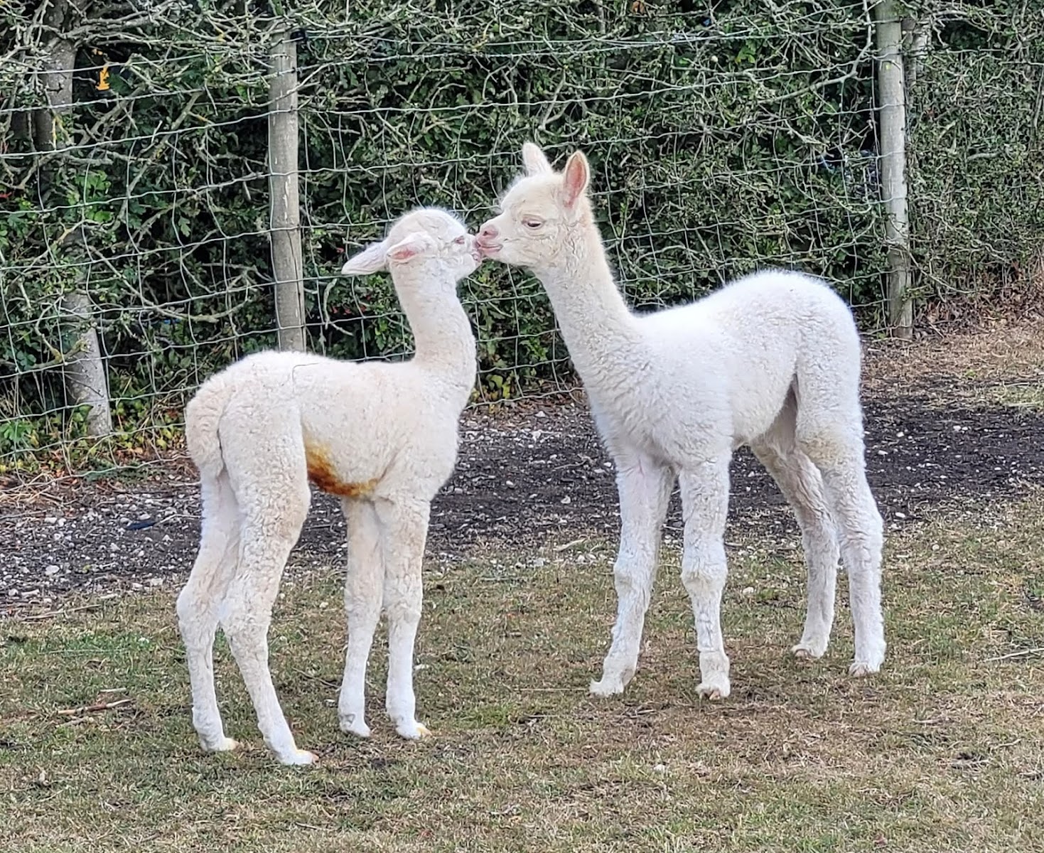 Lindway Springs Alpacas