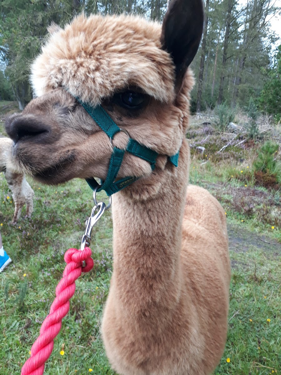 Thorny Beck Alpacas