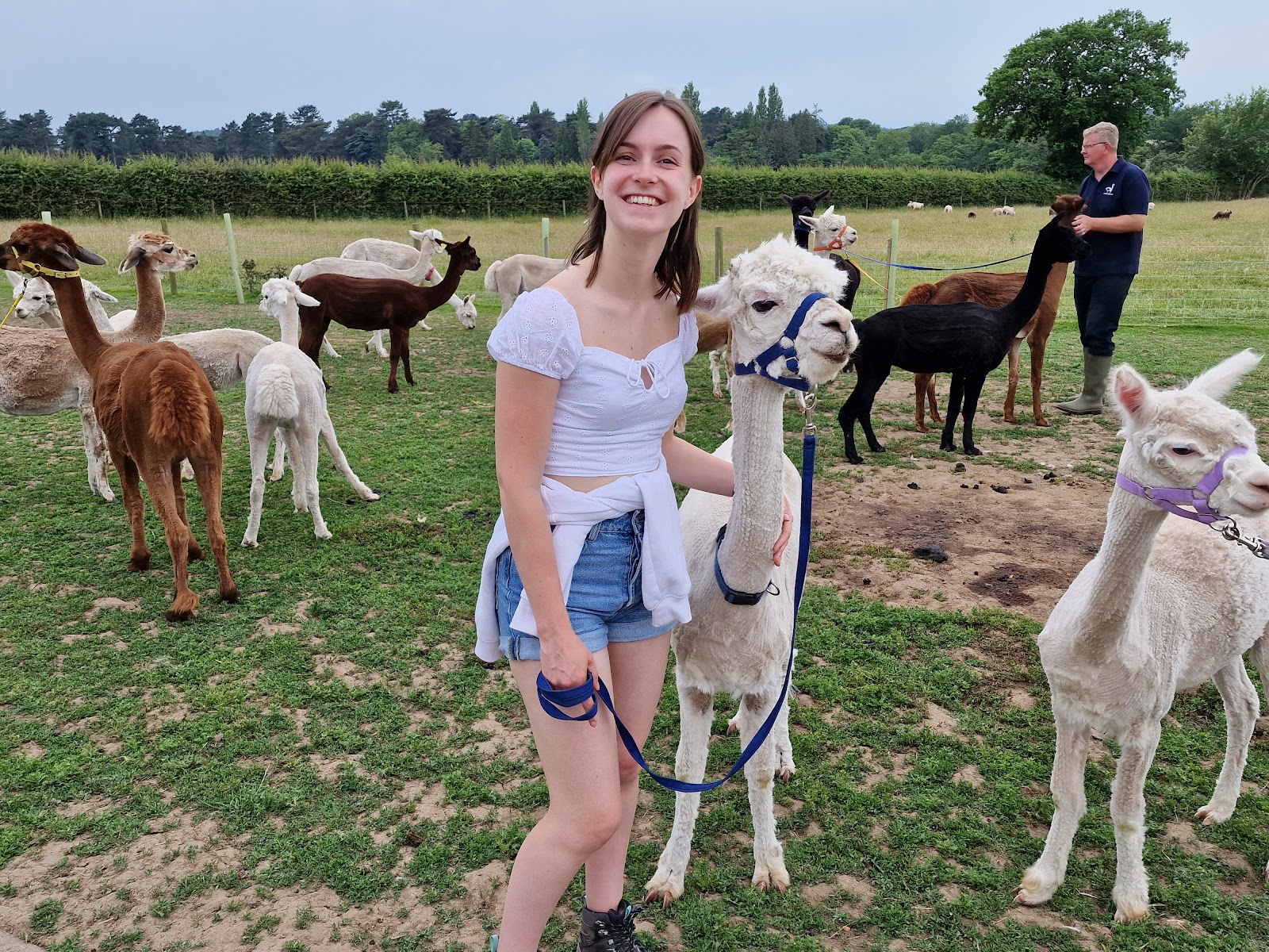 Anstey Alpacas