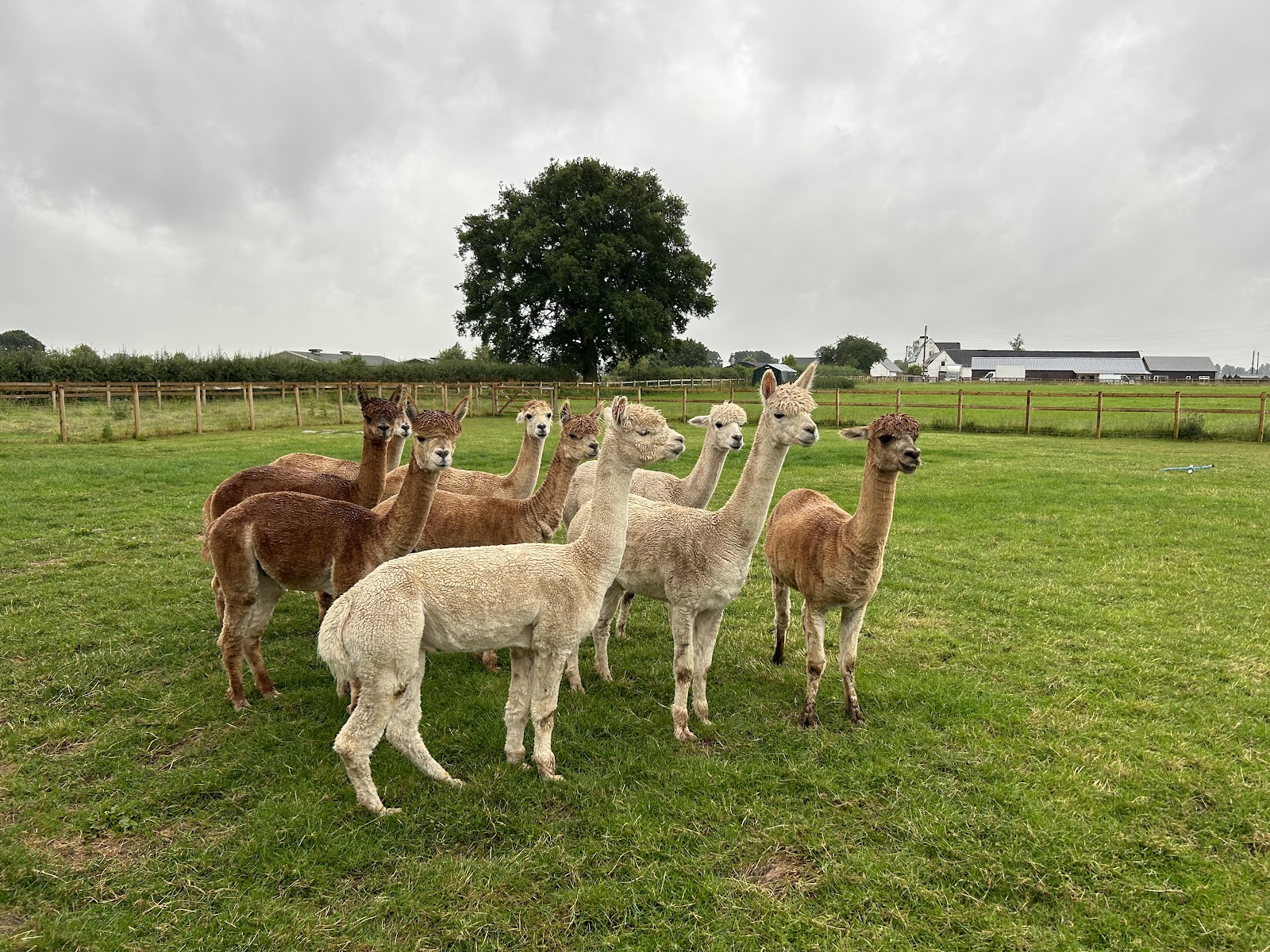Etwall Alpacas