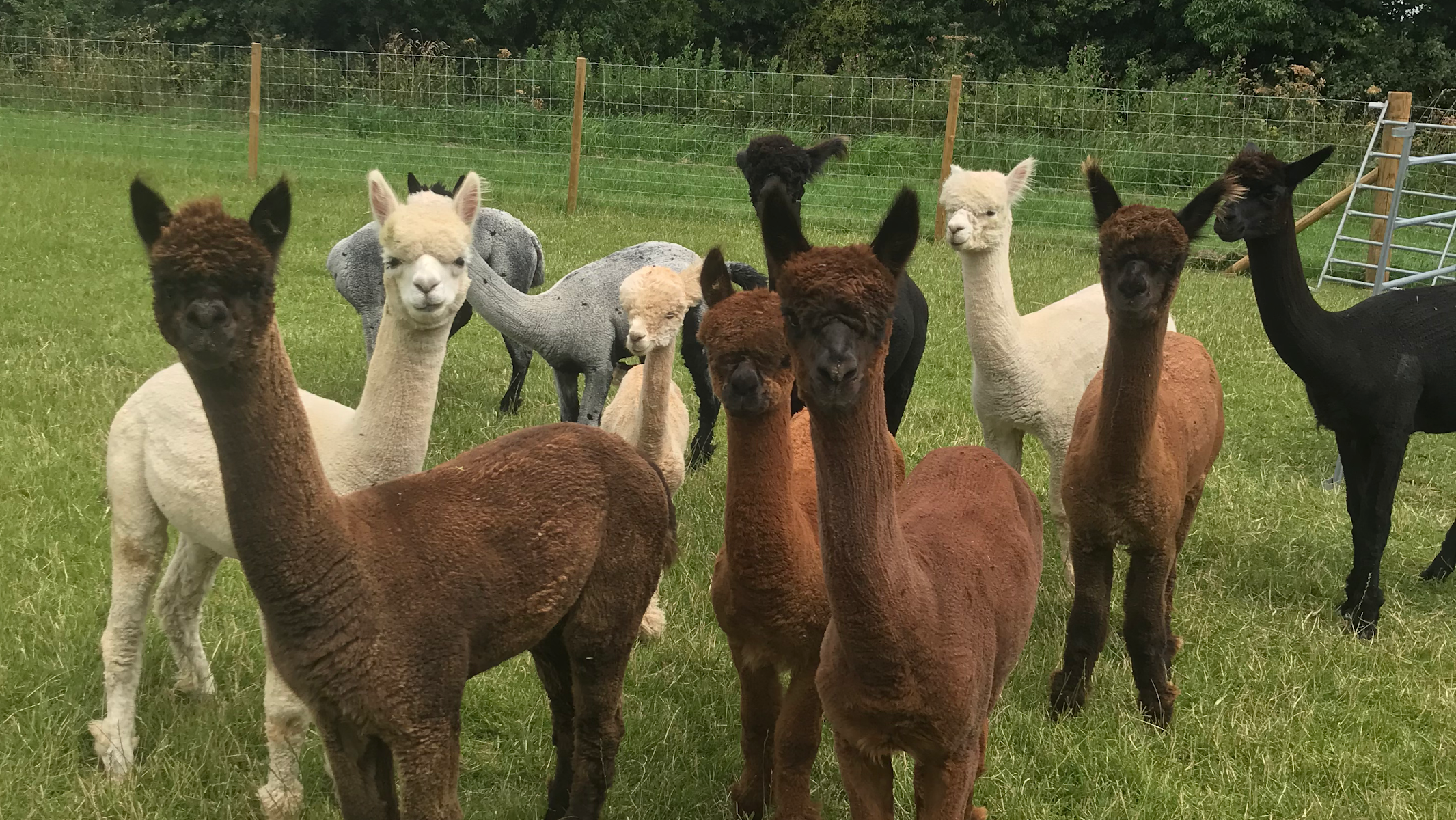 Big Sky Alpacas