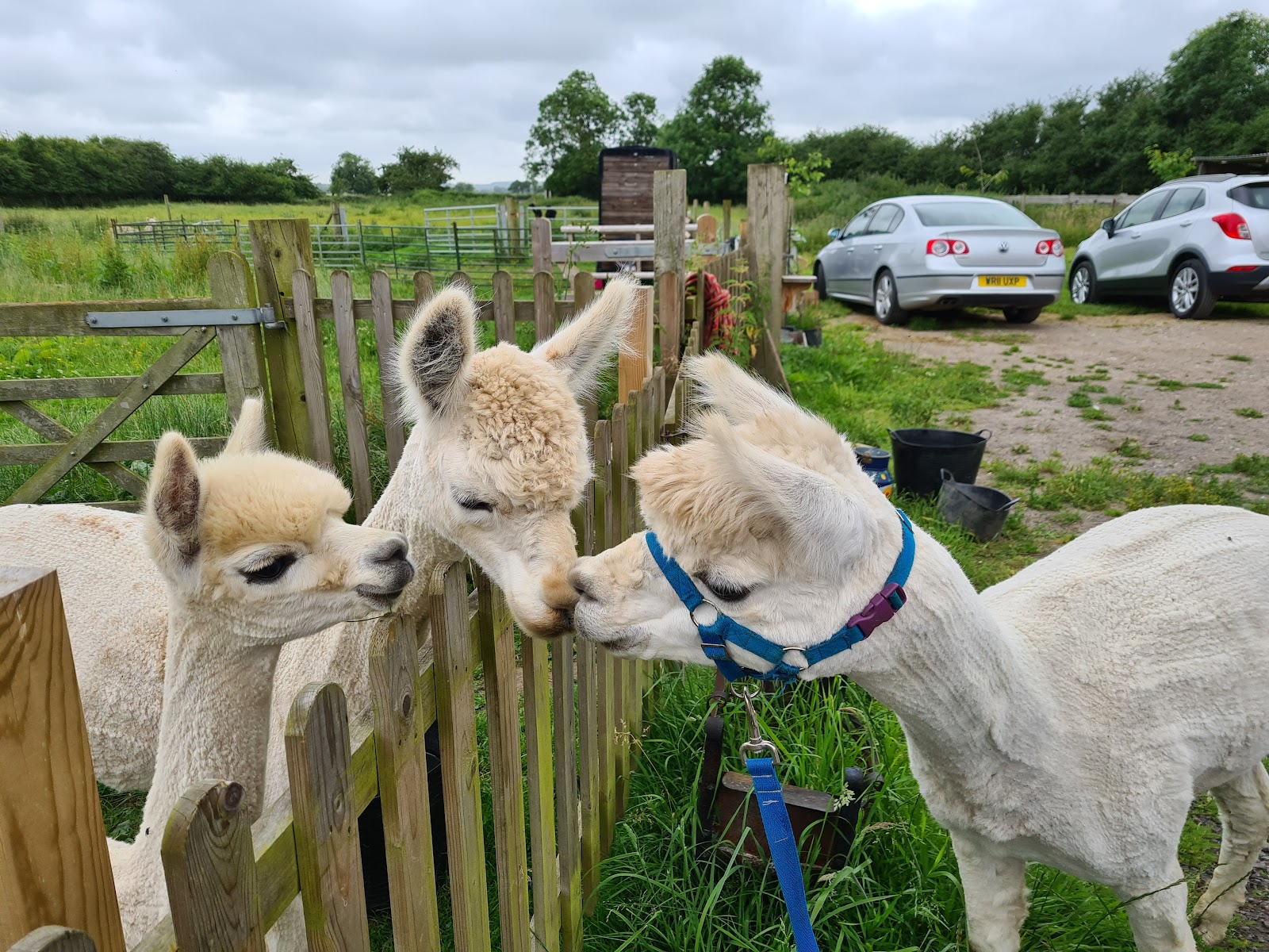 Homefield alpacas