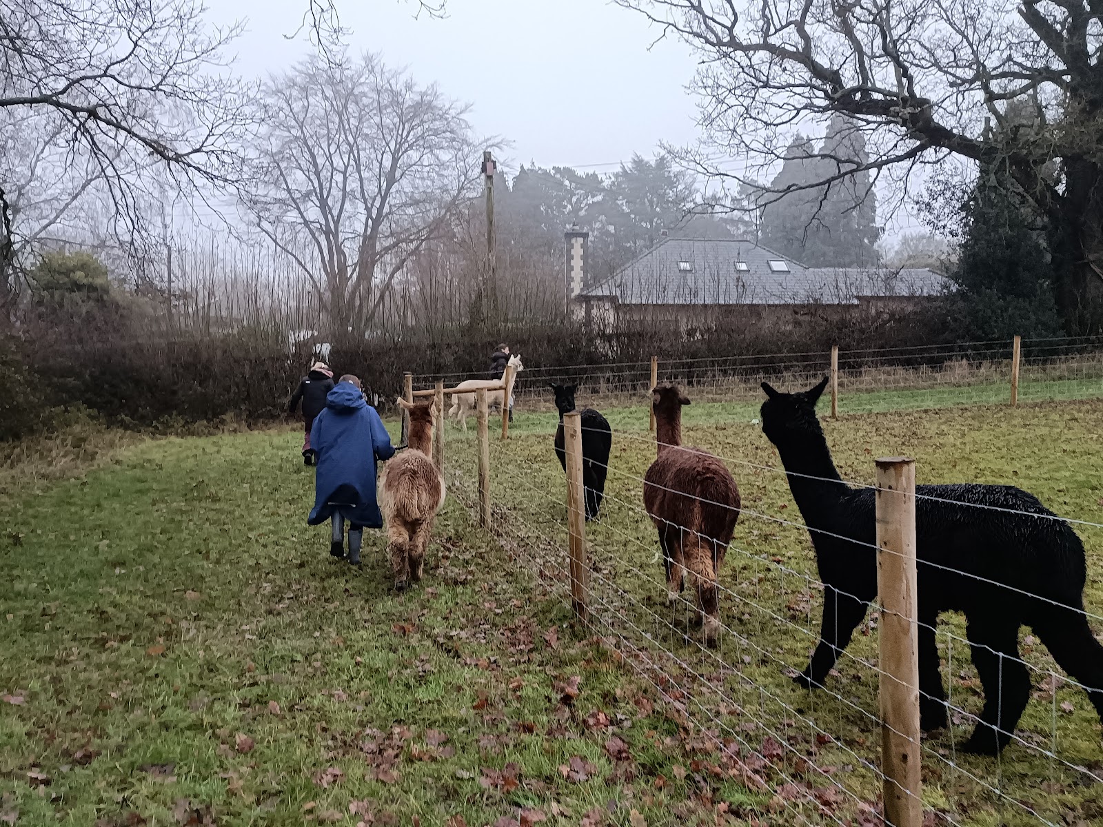 Ambling Alpacas