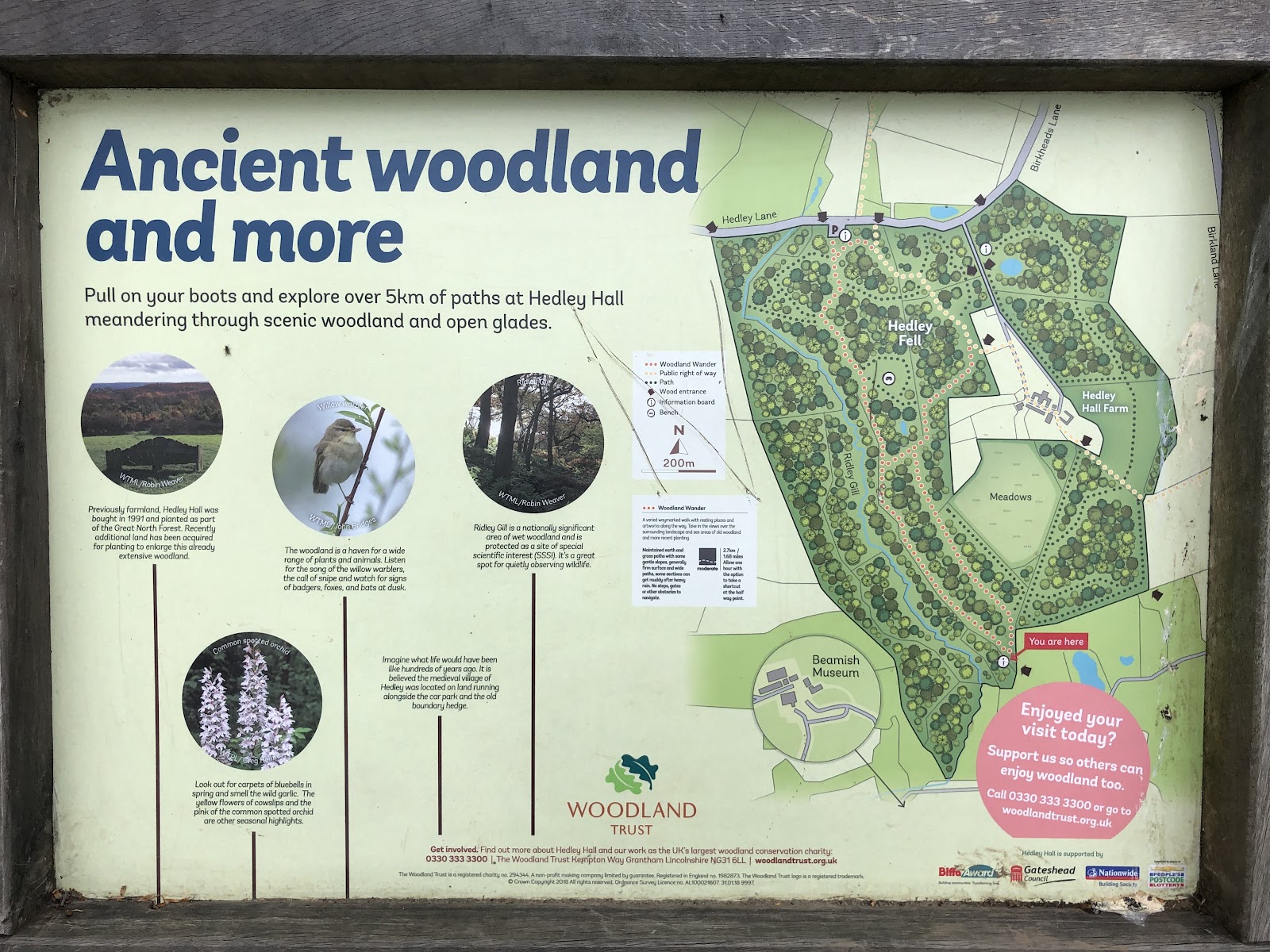 Hedley Hall Woods
