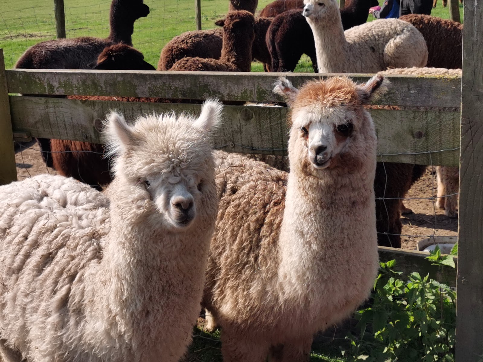 Valley View Alpacas