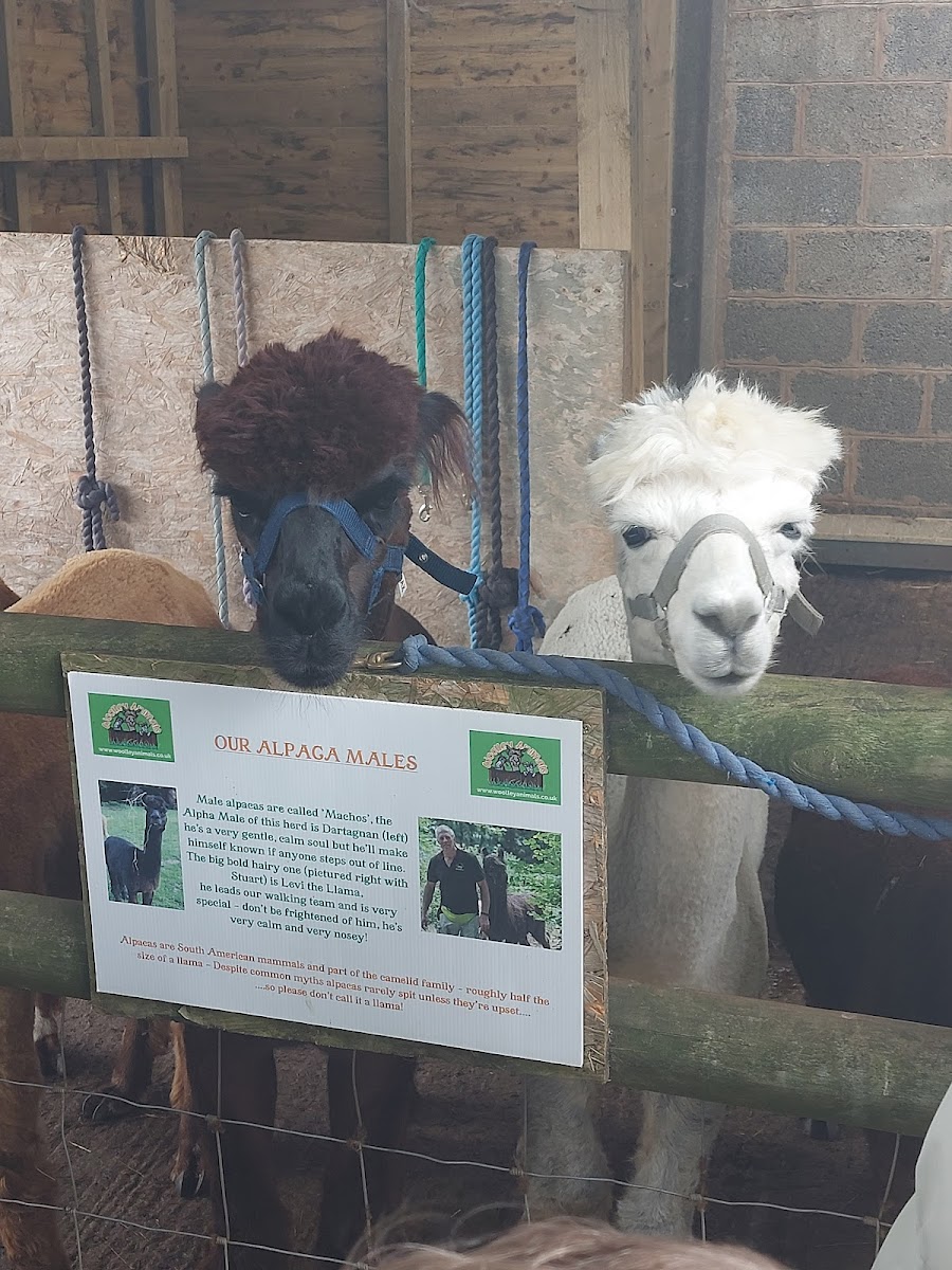 Alpaca Walking Devon