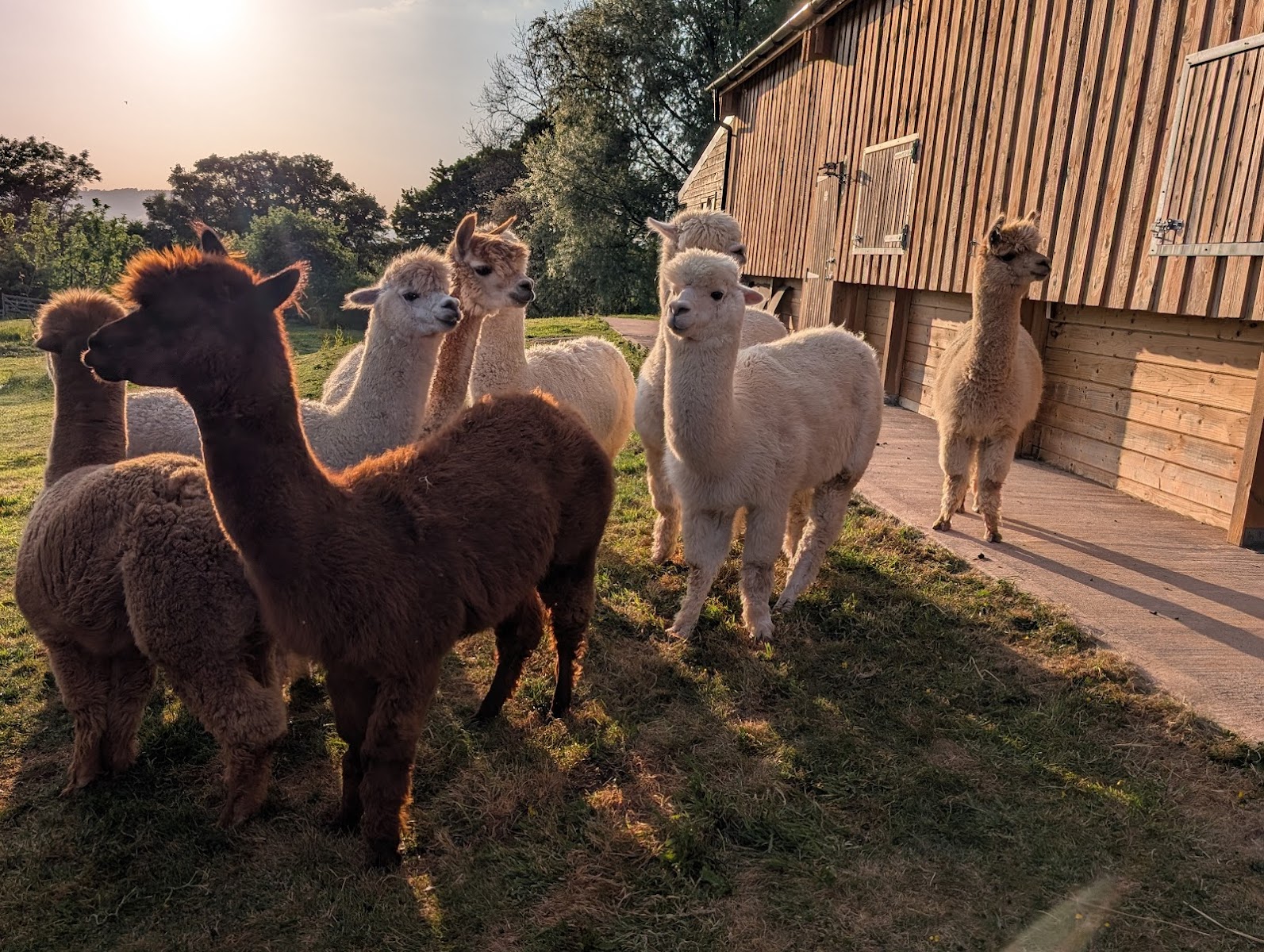 Little Orchard Alpacas