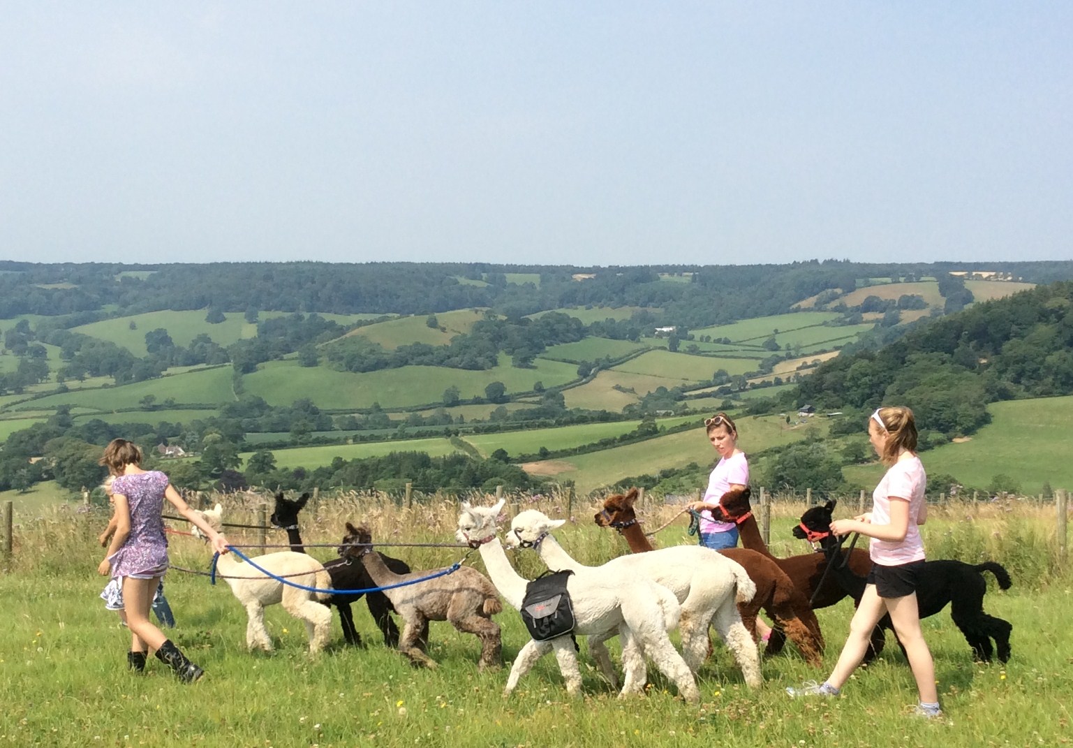 Bearhouse Alpacas