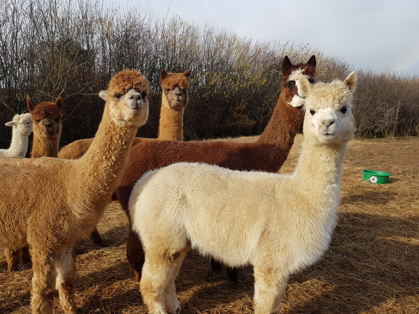 PowWow Alpacas