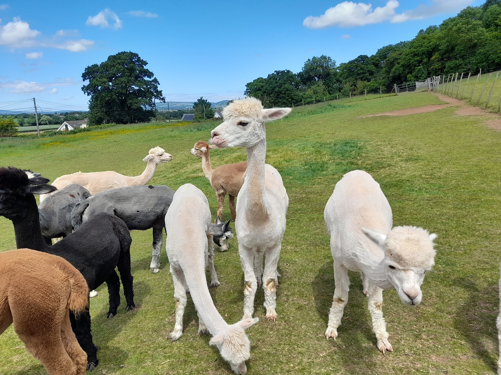 Stoke Wood Alpacas