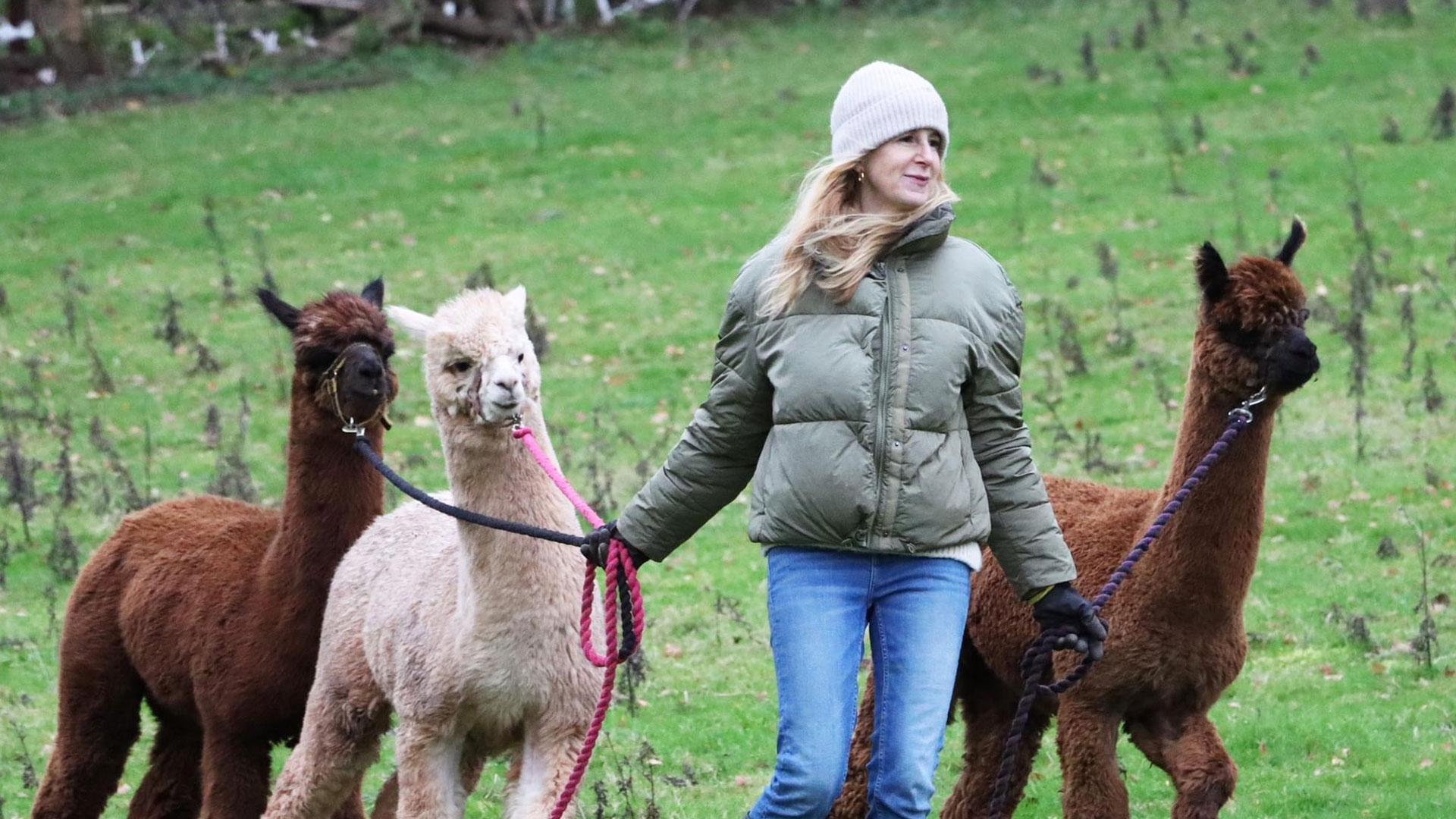 Dartmouth Alpaca Woodland Trekking