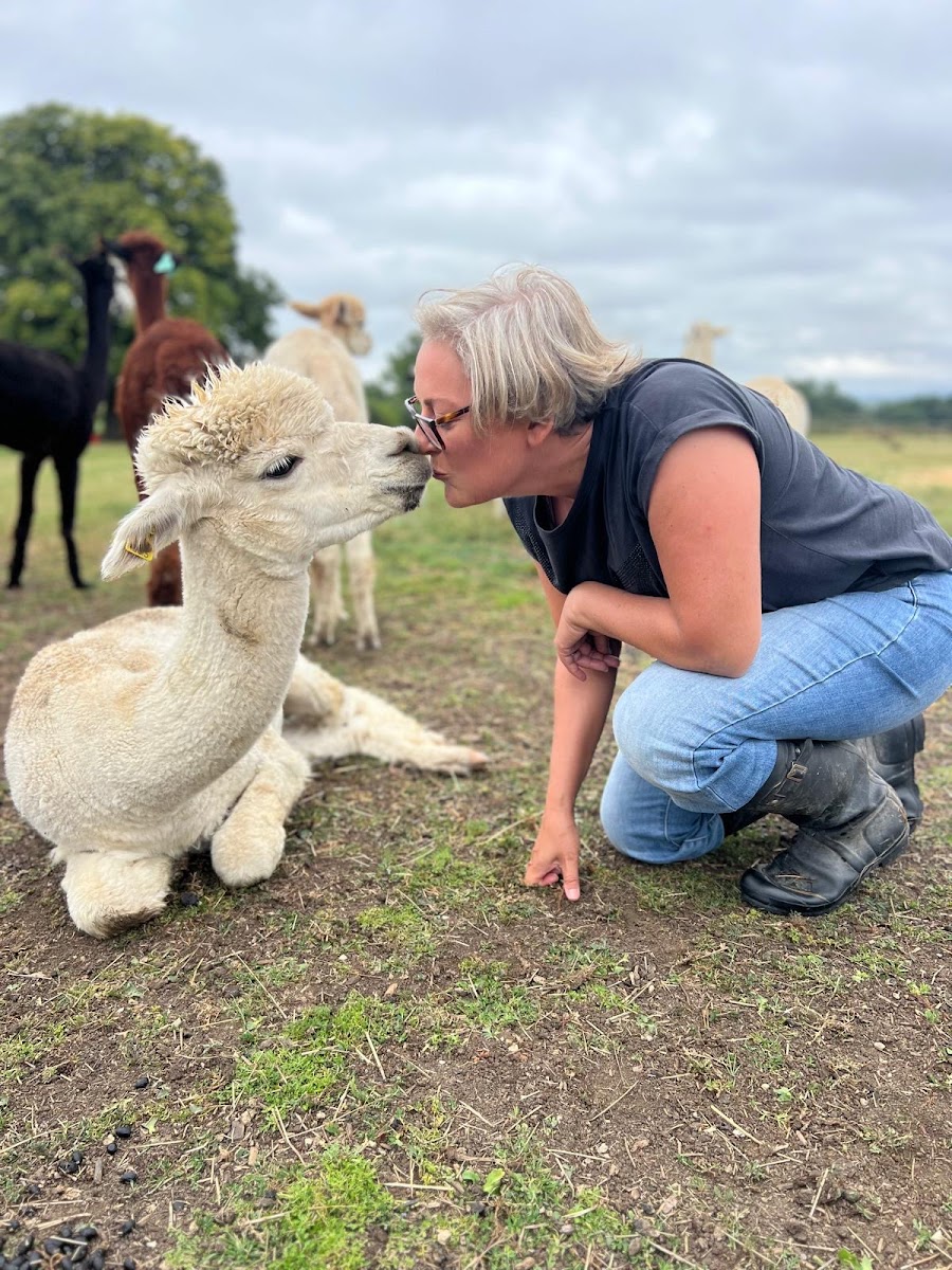 Somerset Alpaca Trekking