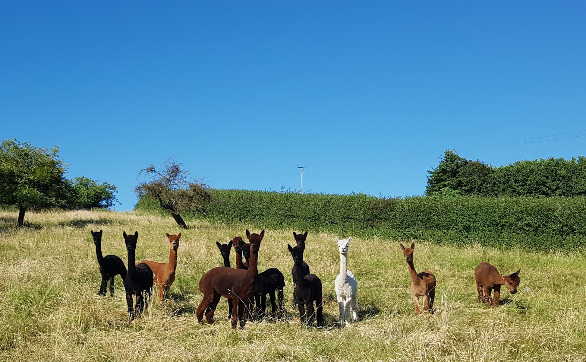 Budleigh House farm