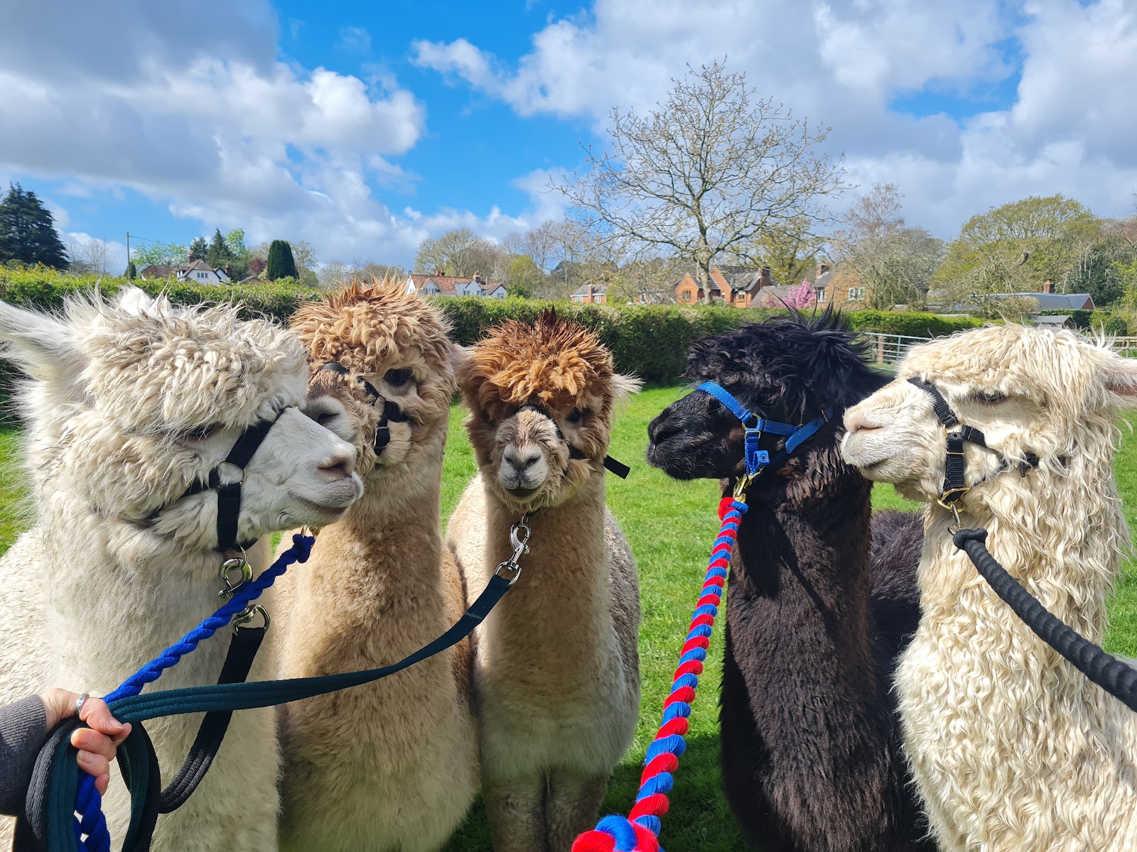 Me2You burley alpacas