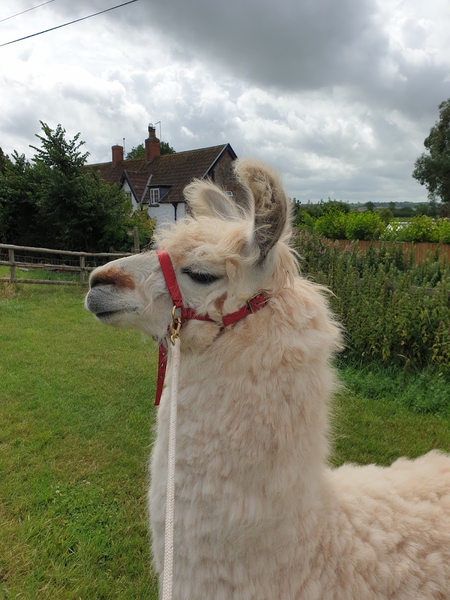 Rackley Llamas