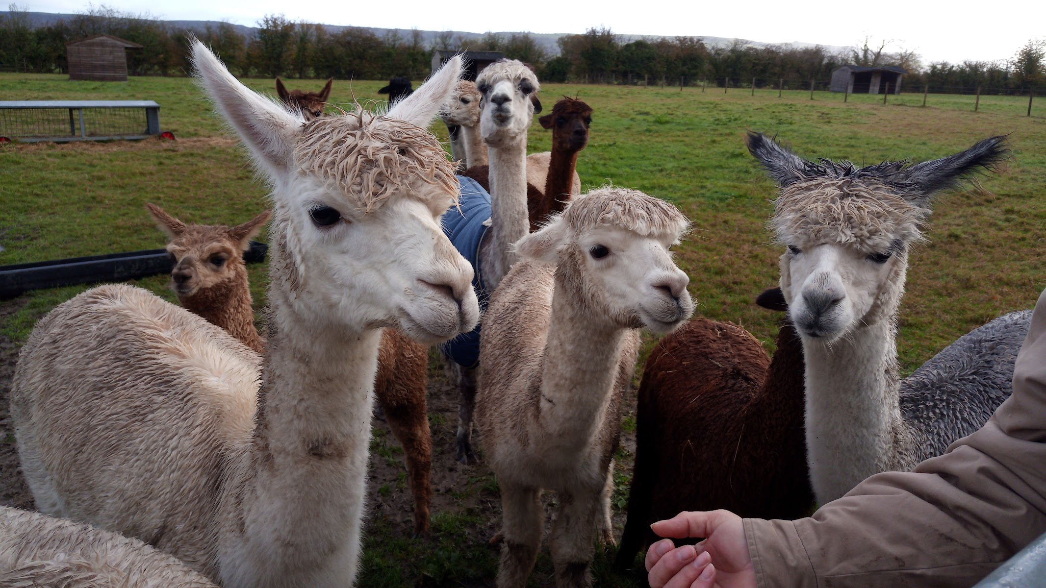 Blacklands Alpacas