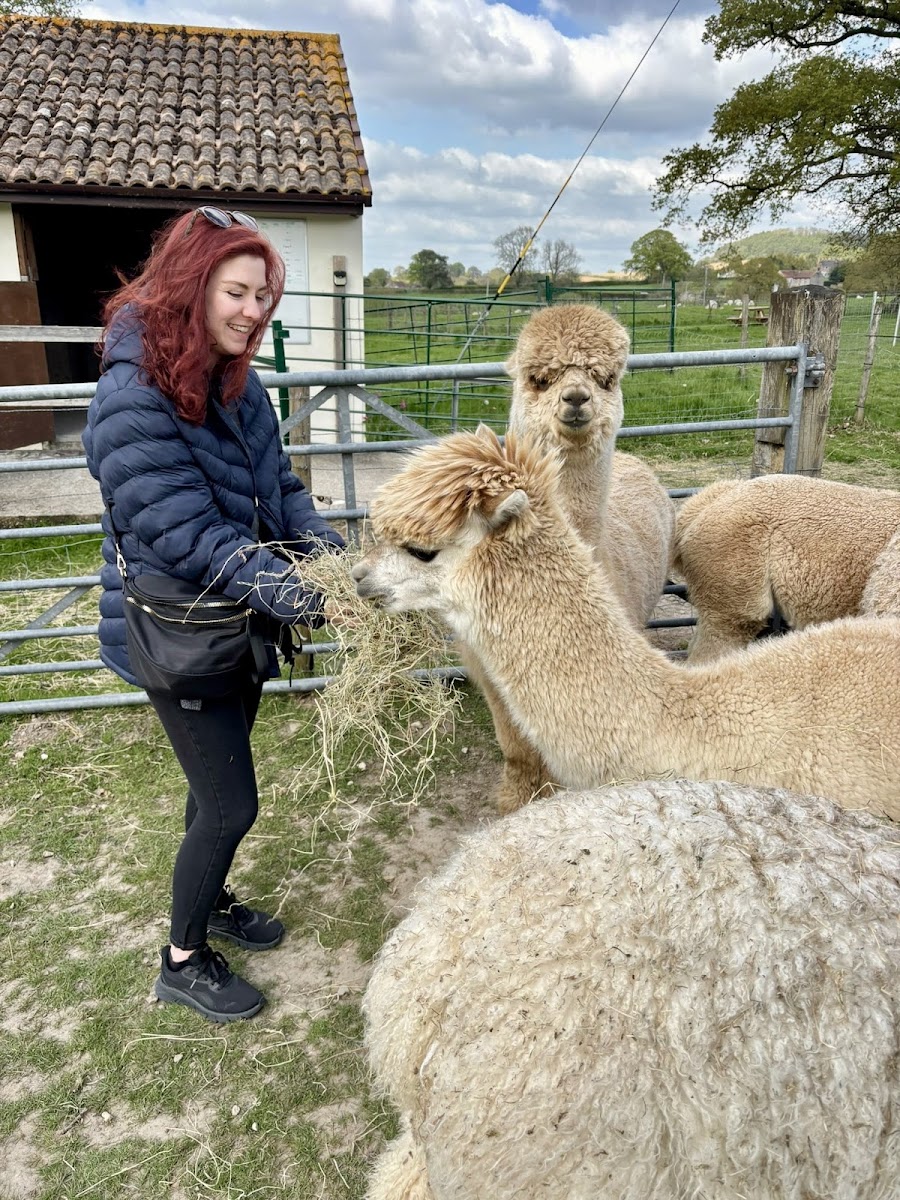 Reservoir Alpacas