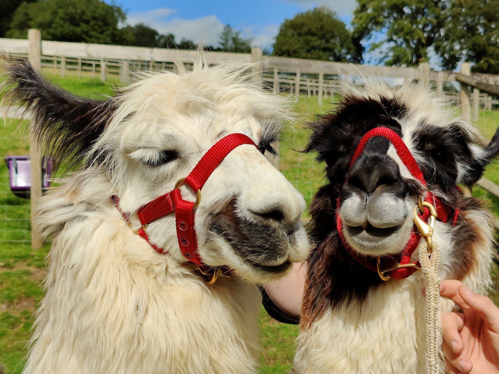 Watertown Llamas